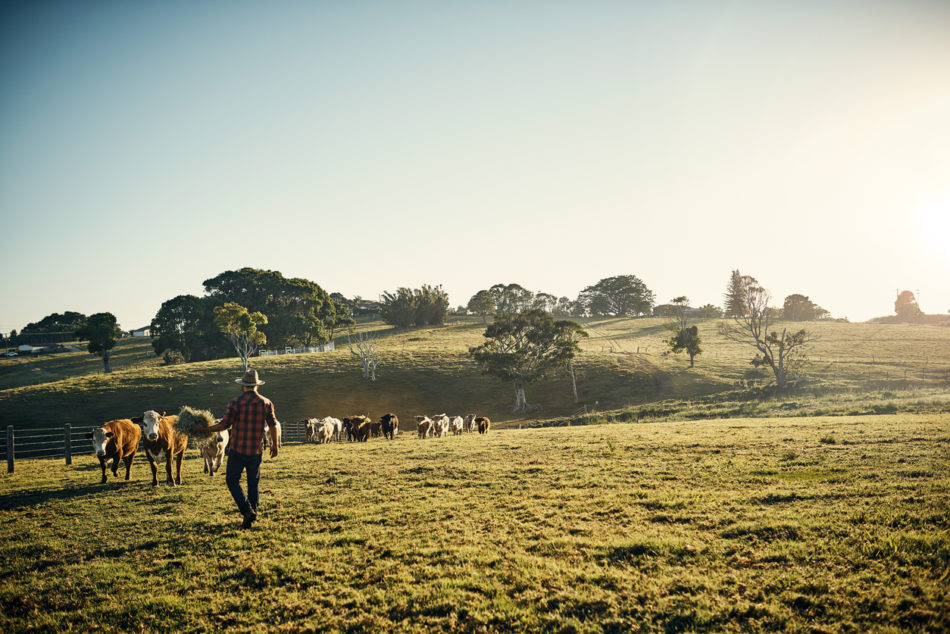 young rancher tending to livestock