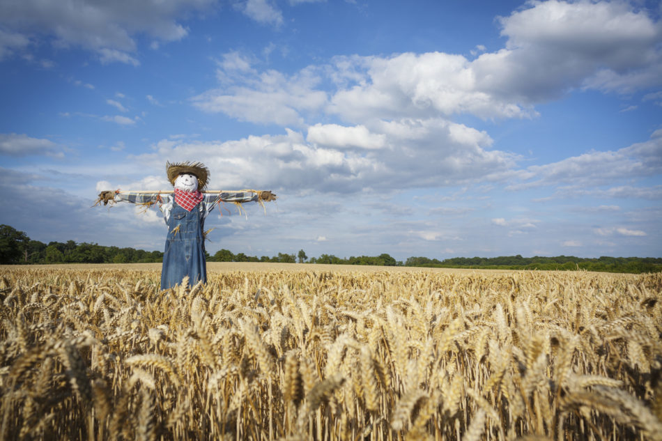 Scarecrow in a Wheatfield