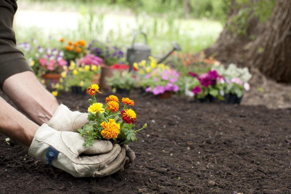 Man Gardening Background