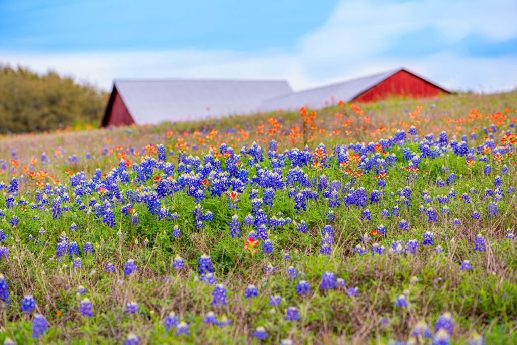 Bluebonnet bloom in Brenham, Texas